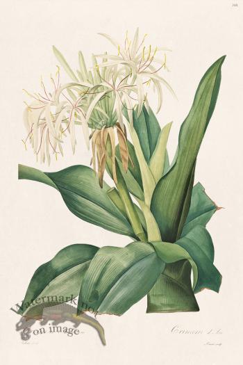 Les Liliacees Redoute 348